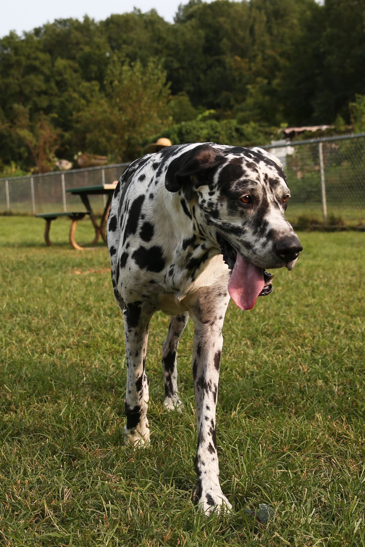 202009015_cdp_news_ dog park217.JPG